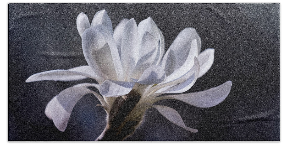 Star Magnolia Hand Towel featuring the photograph Grace - No. 2 by Belinda Greb