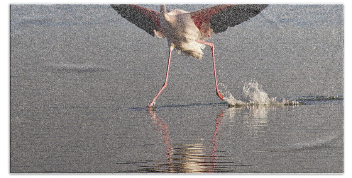 Flamingo Bath Towel featuring the photograph Graceful Landing by Heiko Koehrer-Wagner