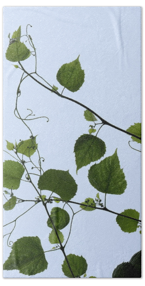 Grape Vine And Sky Bath Towel featuring the photograph Grape Vine And Sky by Daniel Reed