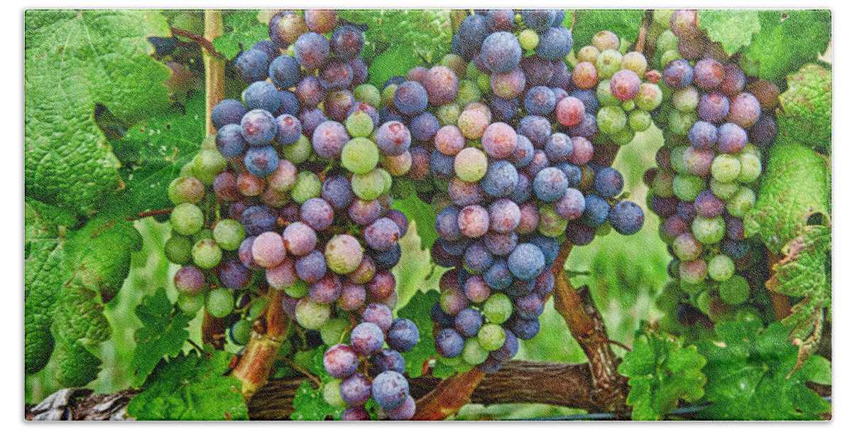 Bunches Of Ripe Grapes On The Vine In A Vineyard. Hand Towel featuring the photograph Grapes by David Kay