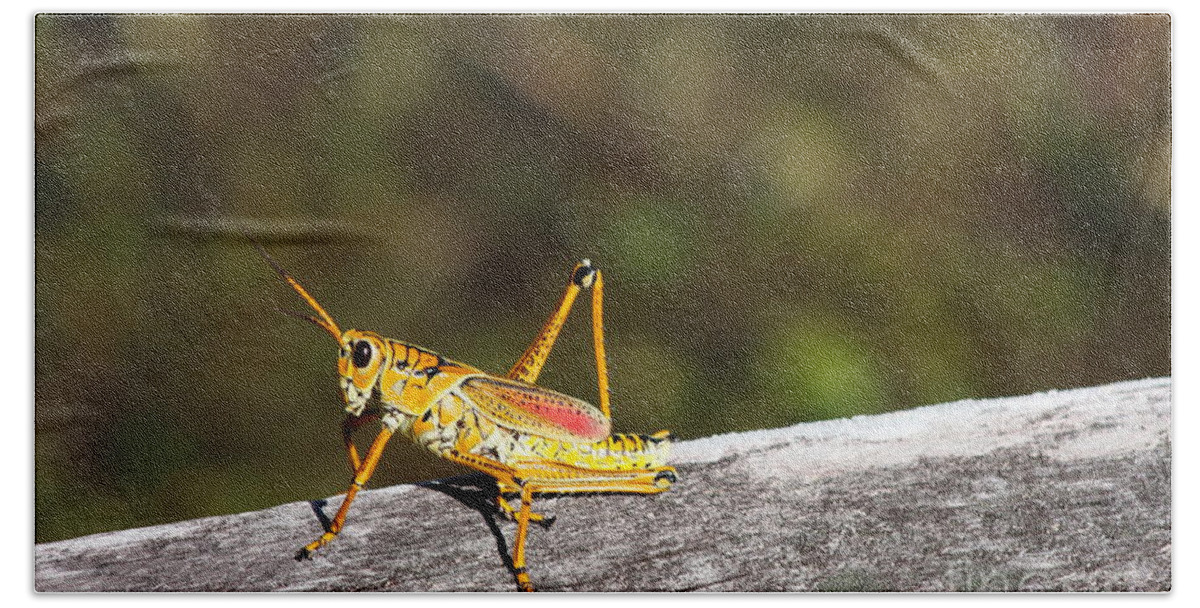 Grasshopper Bath Sheet featuring the photograph Grasshopper Joe by Christiane Schulze Art And Photography