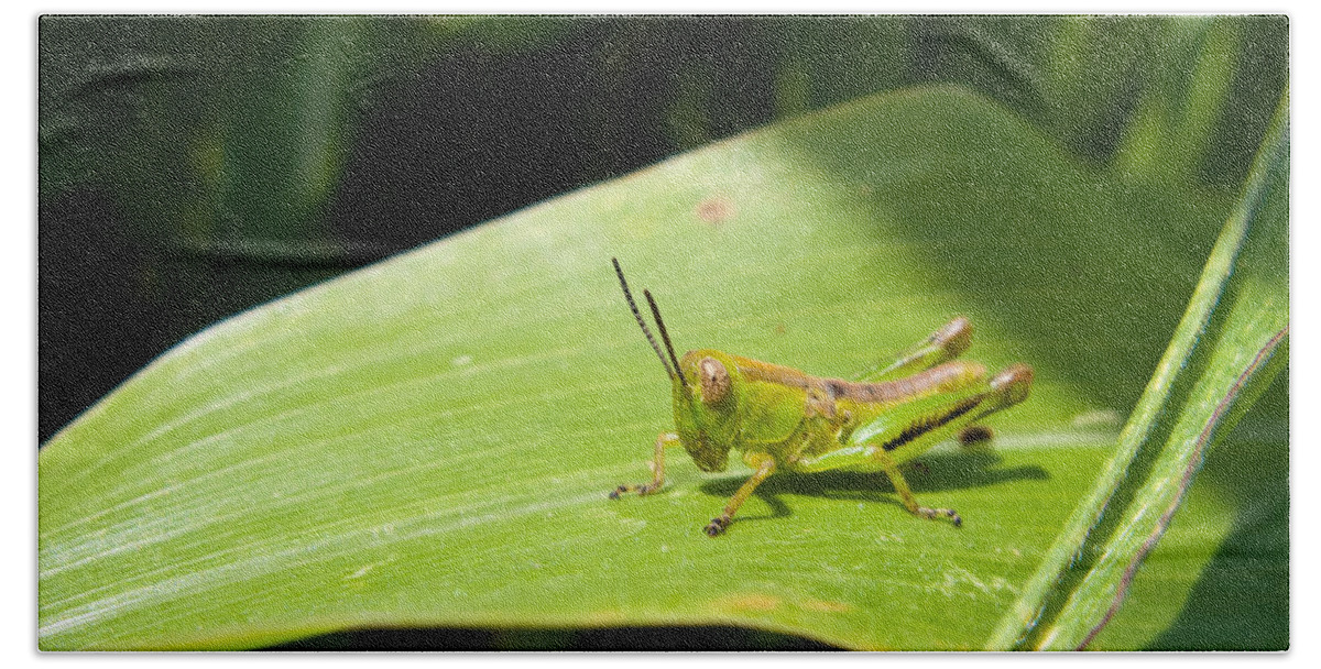 Antenna Bath Towel featuring the photograph Grasshopper on Corn Leaf  by Lars Lentz