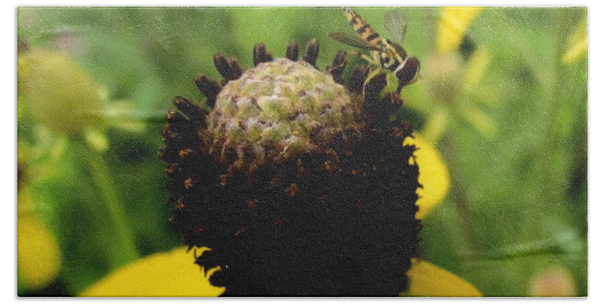 Yellow Gray Cone Flower Bath Towel featuring the photograph Gray cone flower by Eric Noa