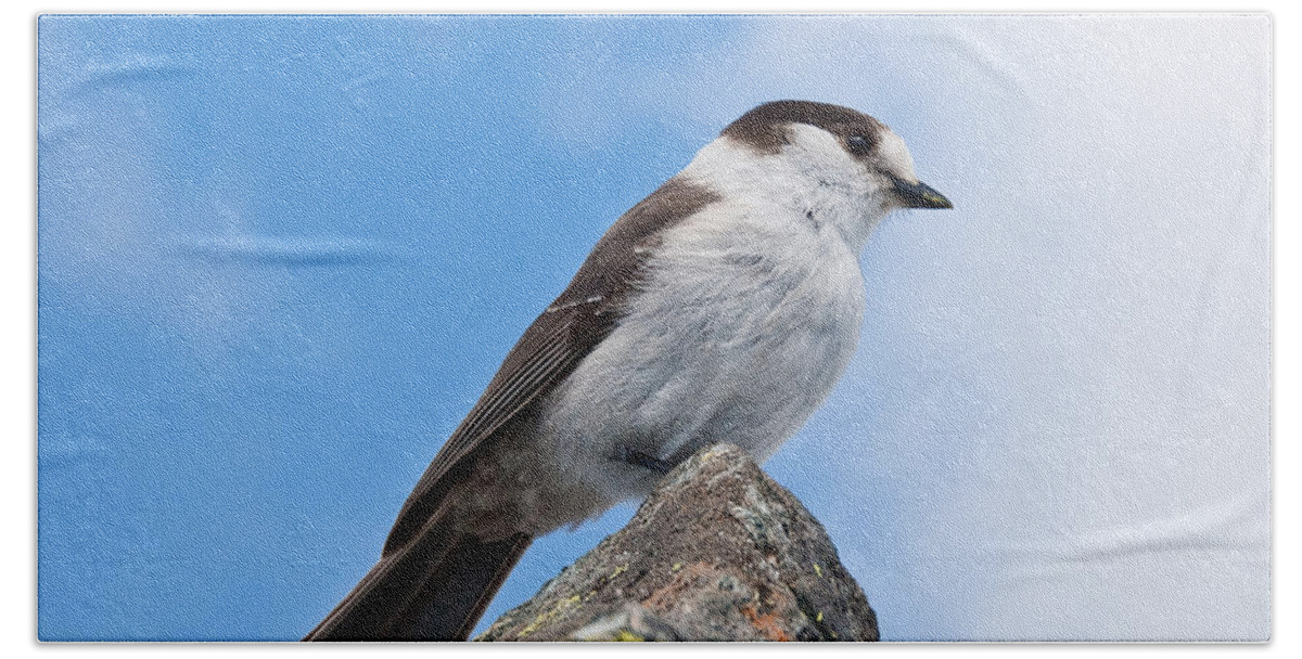 Animal Bath Towel featuring the photograph Gray Jay With Blue Sky Background by Jeff Goulden