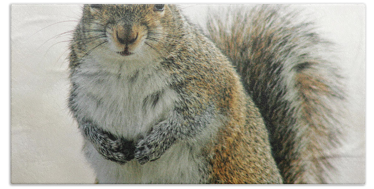 Nature Hand Towel featuring the photograph Gray Squirrel by Cindi Ressler