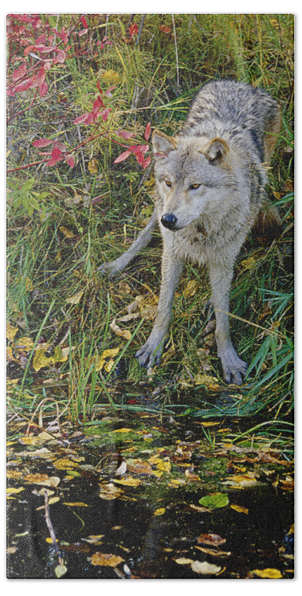 Wolf Hand Towel featuring the photograph Gray Wolf Drinking by Eric Albright