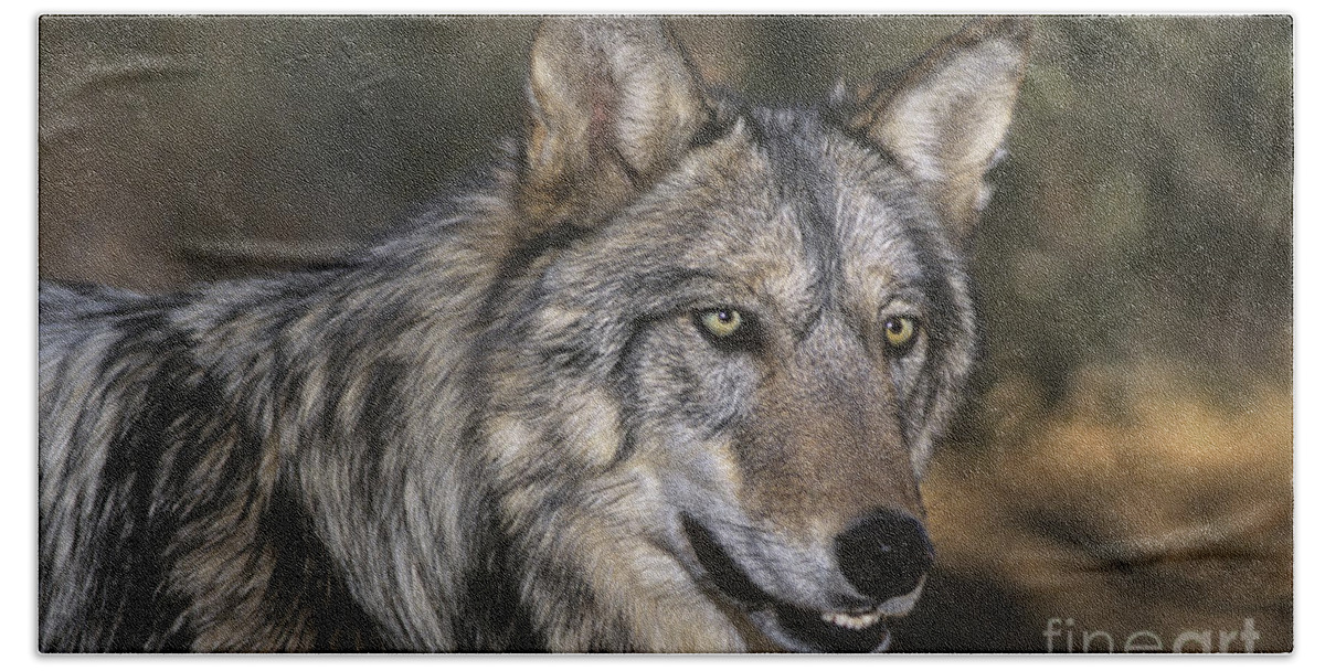 Gray Wolf Bath Towel featuring the photograph Gray Wolf Portrait Endangered Species Wildlife Rescue by Dave Welling
