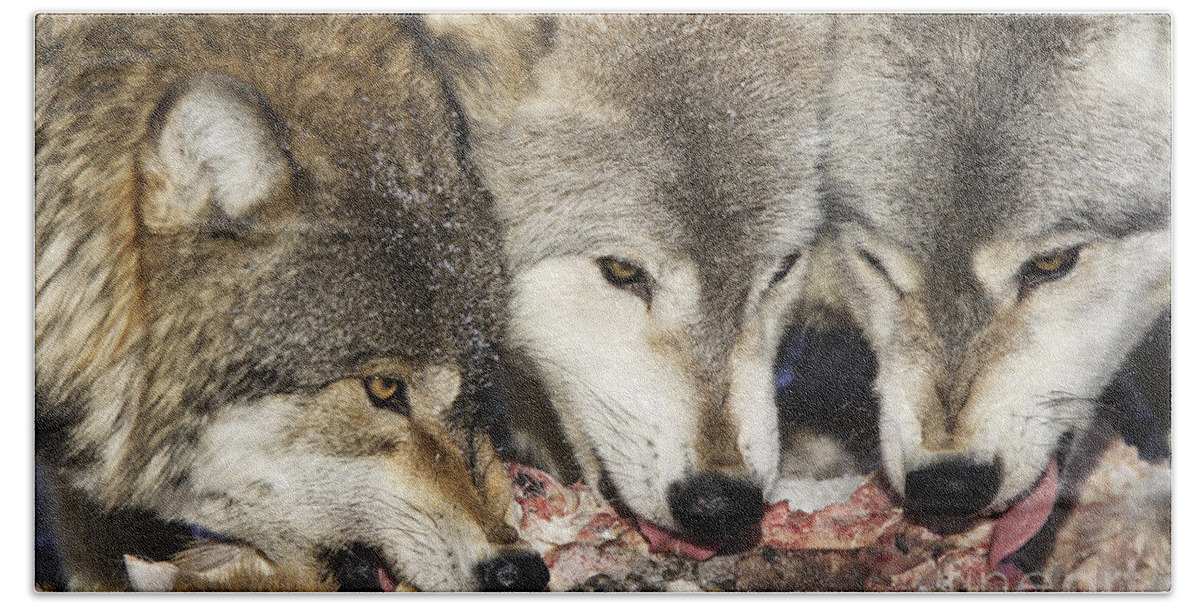 Wolf Bath Towel featuring the photograph Gray Wolves Feeding by M. Watson