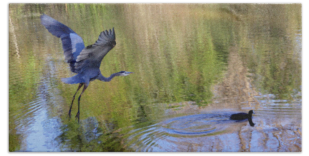 Great Blue Heron Bath Towel featuring the photograph Great Blue Heron and Coot by Diana Haronis