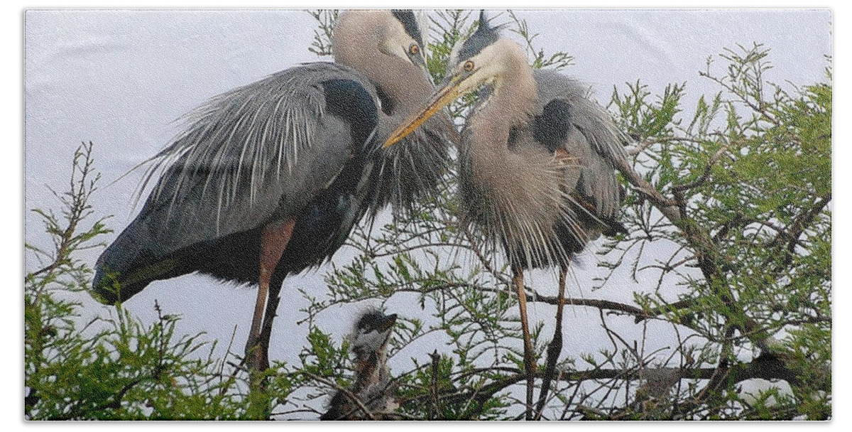 Birds Bath Towel featuring the photograph Great Blue Heron Family by Kathy Baccari