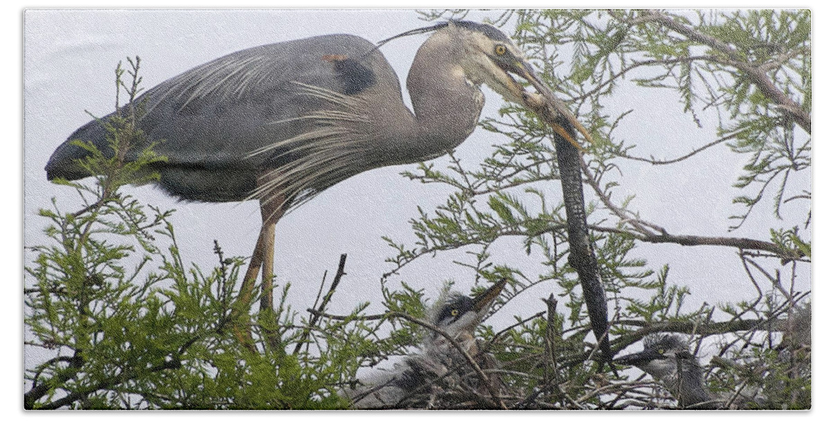 Birds Bath Towel featuring the photograph Great Blue Heron Feeding It's Chicks by Kathy Baccari