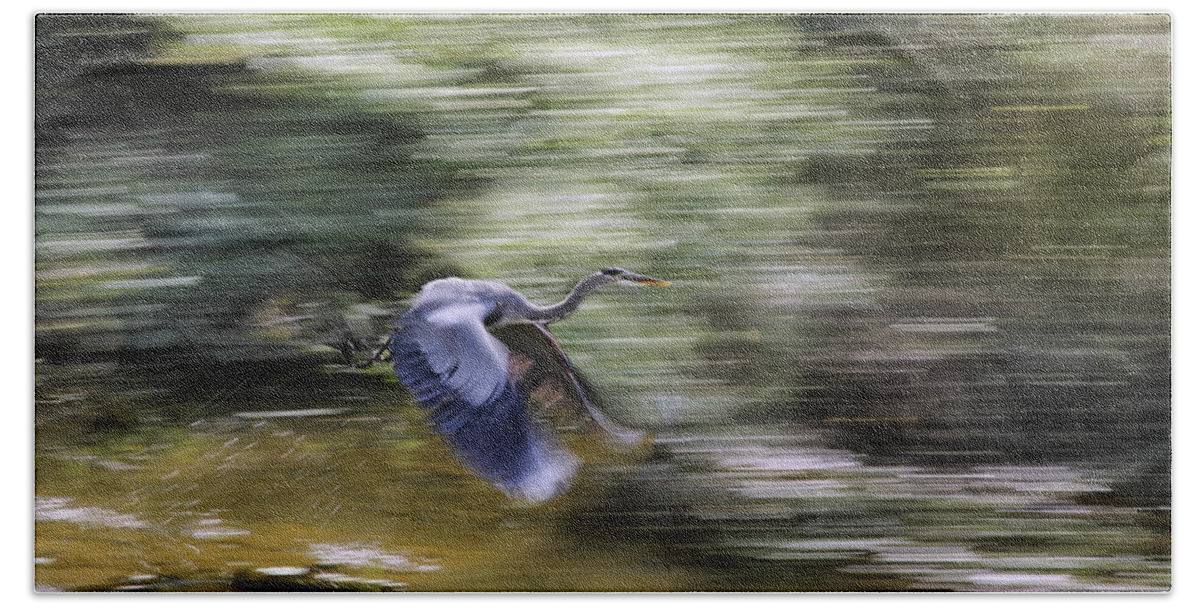 Great Blue Heron Hand Towel featuring the photograph Great Blue Heron in Flight by Jason Politte