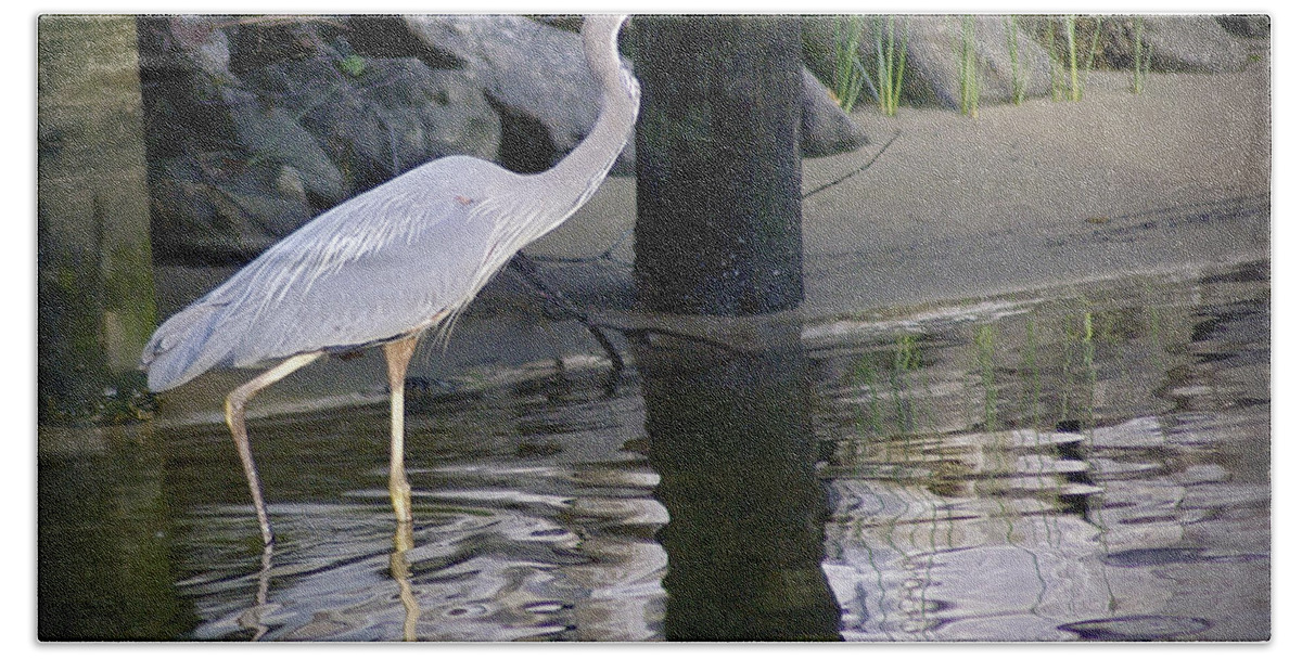 2d Hand Towel featuring the photograph Great Blue Heron - Mealtime by Brian Wallace