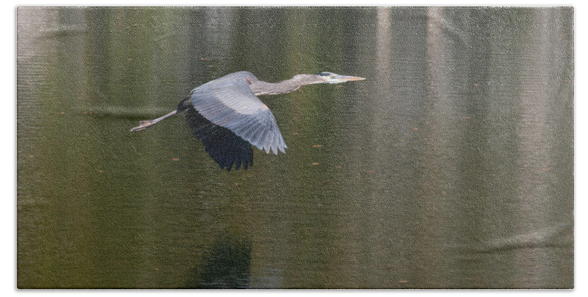 Heron Hand Towel featuring the photograph Great Blue over Green by Paul Rebmann