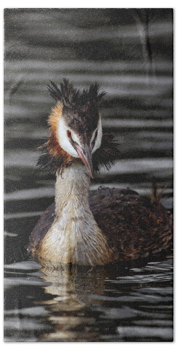  Animal Bath Towel featuring the photograph Great Crested Grebe by Grant Glendinning