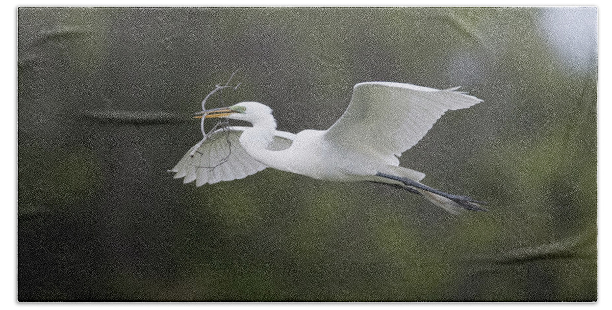 Feb0514 Bath Towel featuring the photograph Great Egret Carrying Nesting Material by Tom Vezo