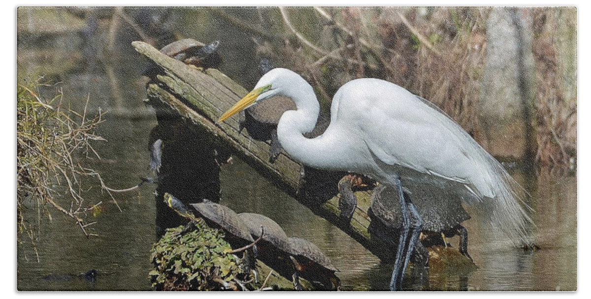 Egret Bath Towel featuring the photograph Great Egret In The Swamps by Kathy Baccari