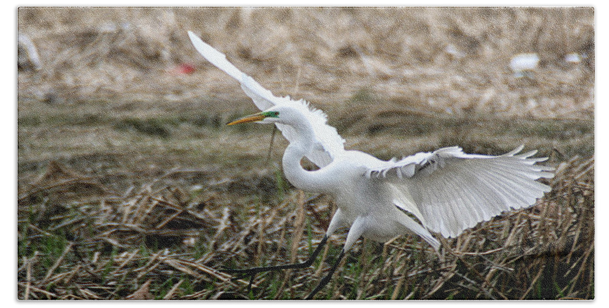 Wildlife Hand Towel featuring the photograph Great Egret Landing by William Selander