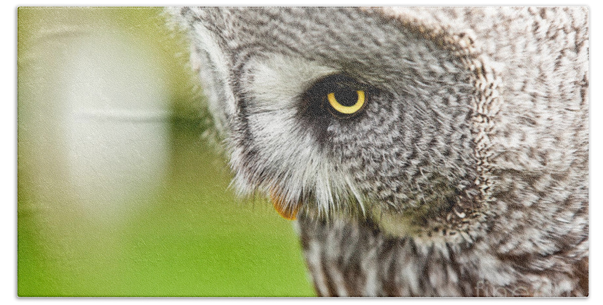 Owl Hand Towel featuring the photograph Great Gray Owl close up by Simon Bratt