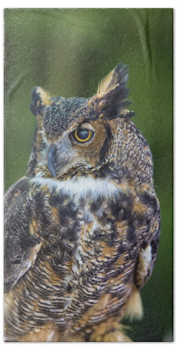 Owl Hand Towel featuring the photograph Great Horned Owl by Bill and Linda Tiepelman