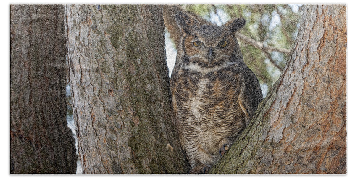Animal Bath Towel featuring the photograph Great Horned Owl by Jack R Perry
