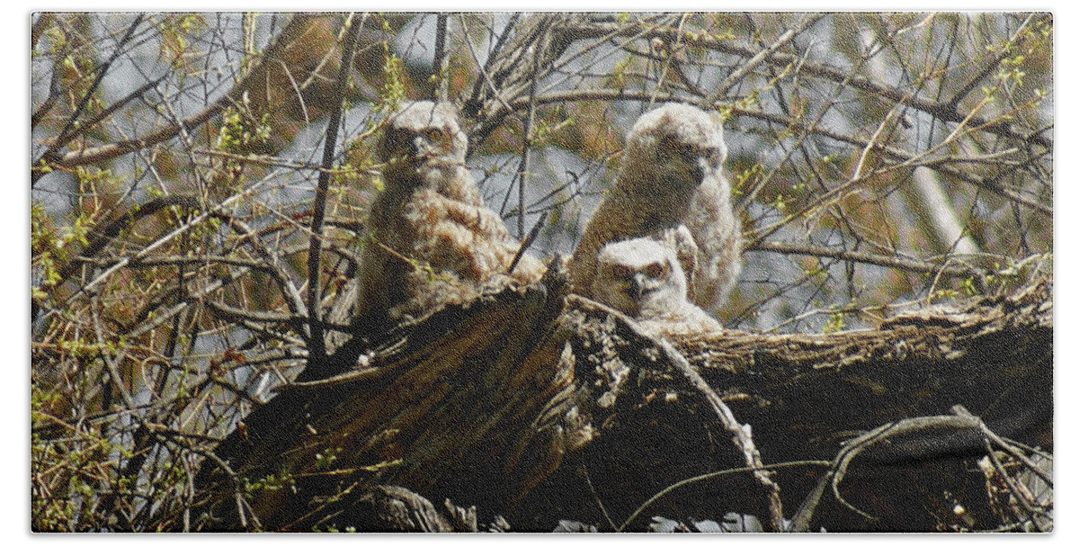 Birds Bath Towel featuring the photograph Great Horned Owlets Photo by Ernest Echols