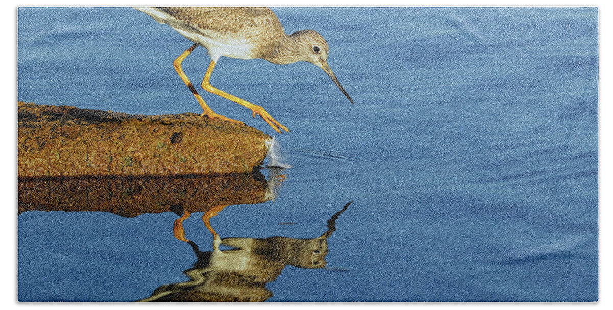 Greater Yellowlegs Hand Towel featuring the photograph Greater Yellowlegs by Tony Beck