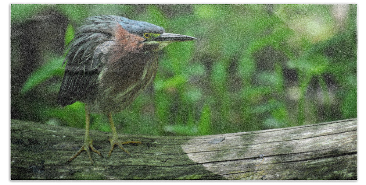 Green Backed Heron Bath Towel featuring the photograph Green Backed Heron at the Swamp by Rebecca Sherman