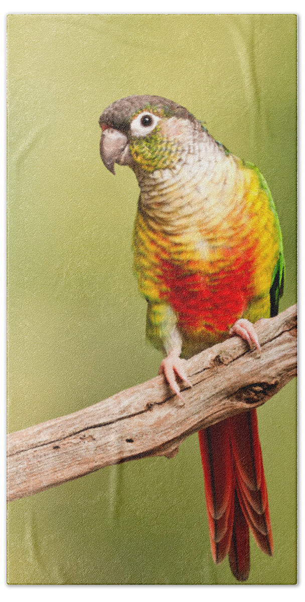 Green-cheeked Conure Bath Towel featuring the photograph Green-cheeked Conure Pyrrhura Molinae by David Kenny