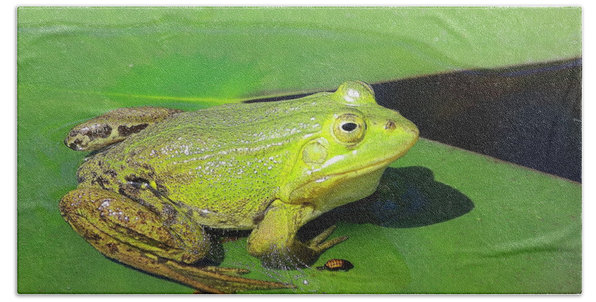 Frogs Bath Towel featuring the photograph Green Frog by Amanda Mohler