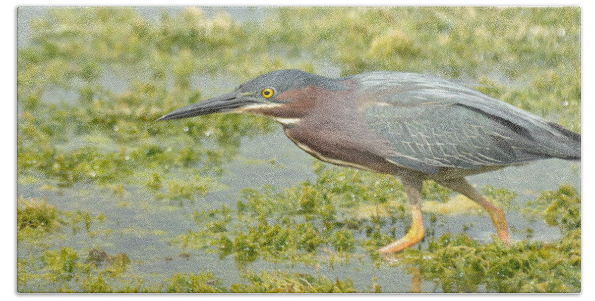 Heron Bath Towel featuring the photograph Green Heron on the Hunt by Frank Madia