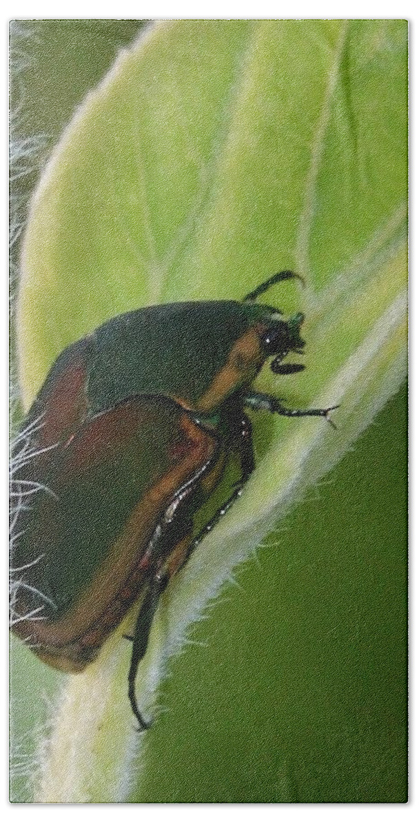 Bug Bath Towel featuring the photograph Green on Green by Karen Harrison Brown