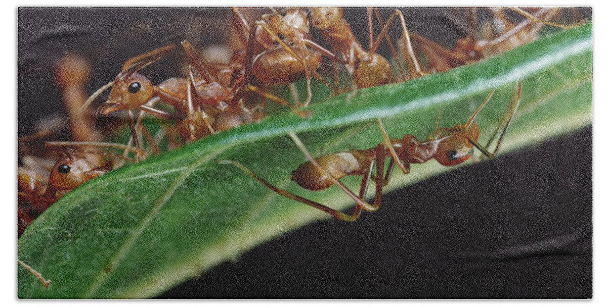 Feb0514 Bath Towel featuring the photograph Green Tree Ants On Leaf by Mark Moffett