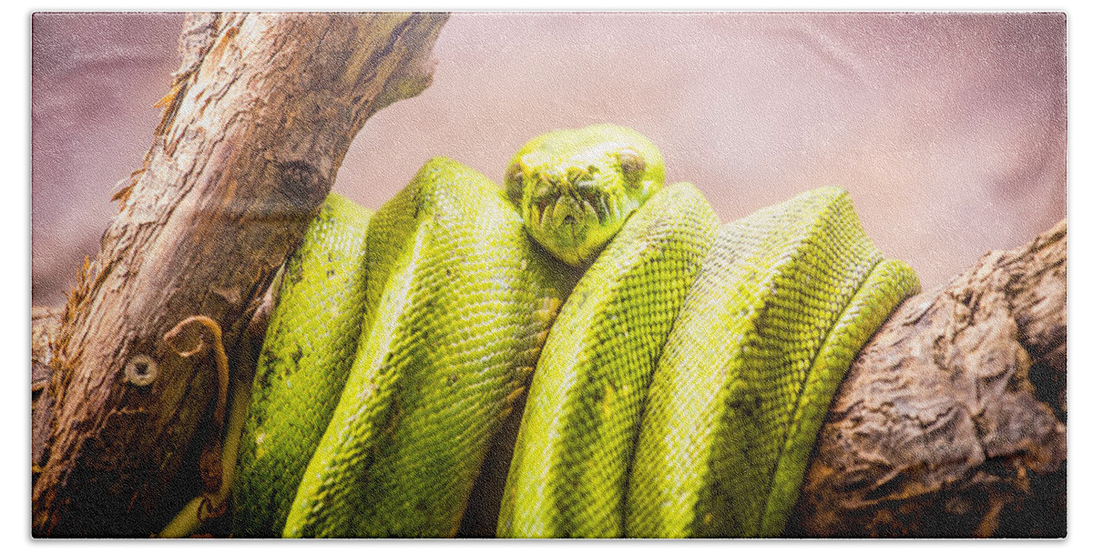 Green Tree Python Hand Towel featuring the photograph Green Tree Python by Pati Photography