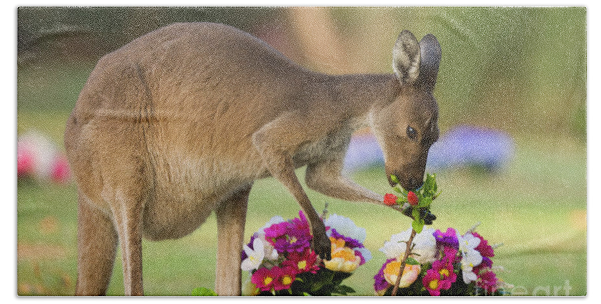 00451879 Bath Towel featuring the photograph Grey Kangaroo Eating Graveyard Flowers by Yva Momatiuk and John Eastcott