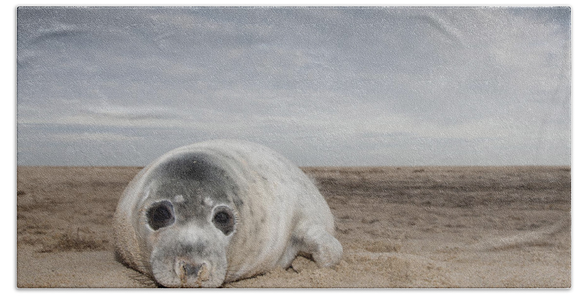 Kyle Moore Bath Towel featuring the photograph Grey Seal On Beach Norfolk England by Kyle Moore