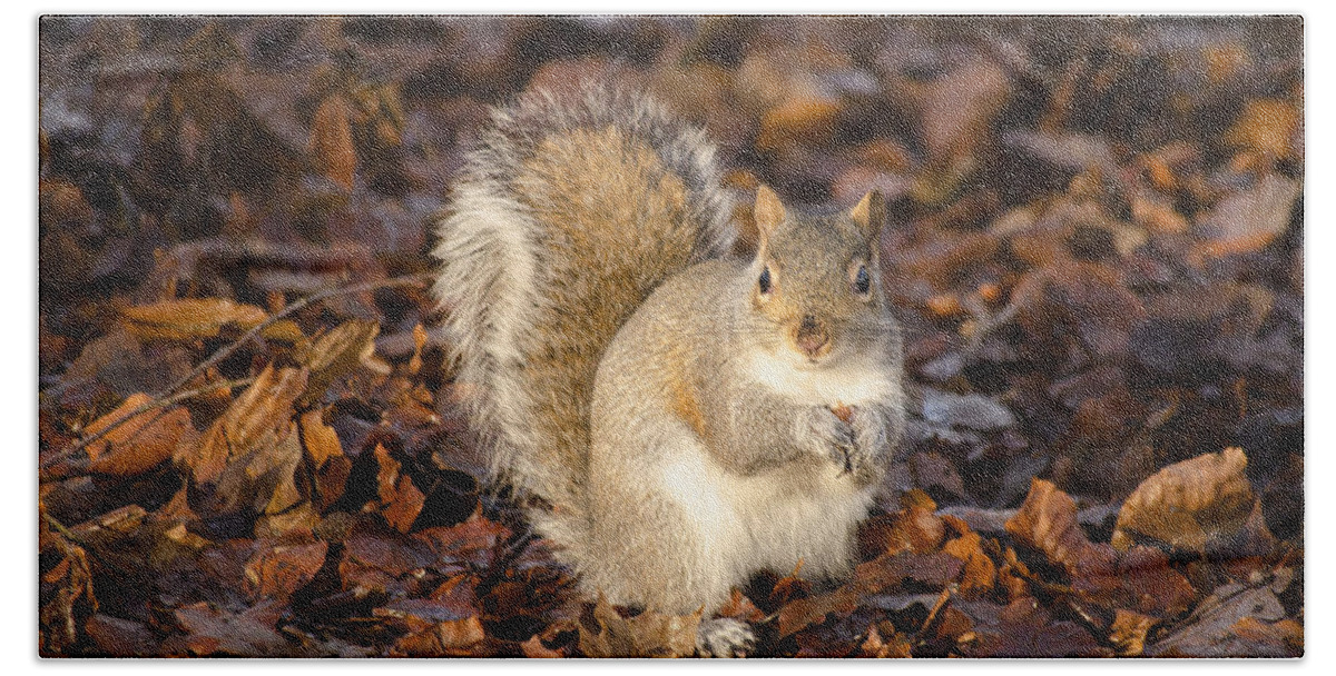 Squirrel Bath Towel featuring the photograph Grey squirrel by Spikey Mouse Photography