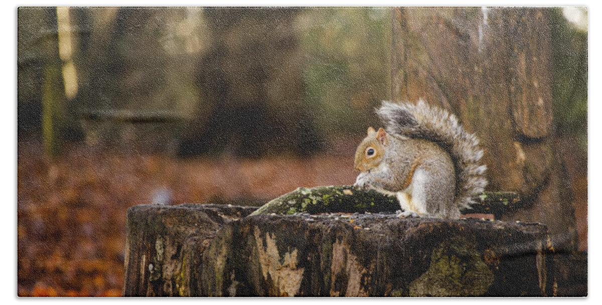 Squirrel Bath Towel featuring the photograph Grey Squirrel on a Stump by Spikey Mouse Photography
