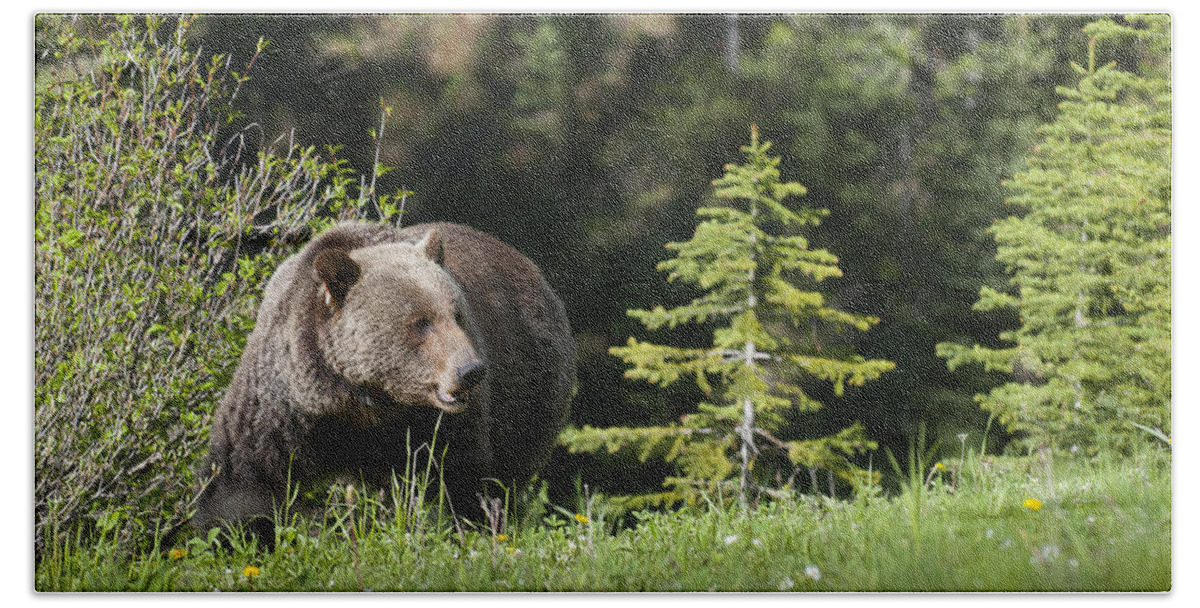 Alberta Bath Towel featuring the photograph Grizzly Bear in the Spring by Bill Cubitt