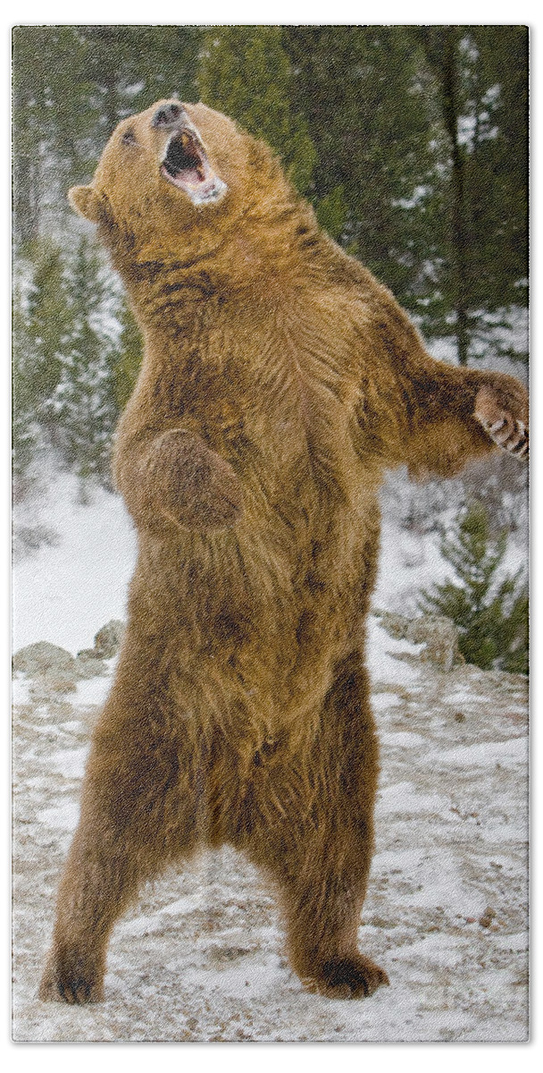 Grizzly Bear Hand Towel featuring the photograph Grizzly Standing by Jerry Fornarotto