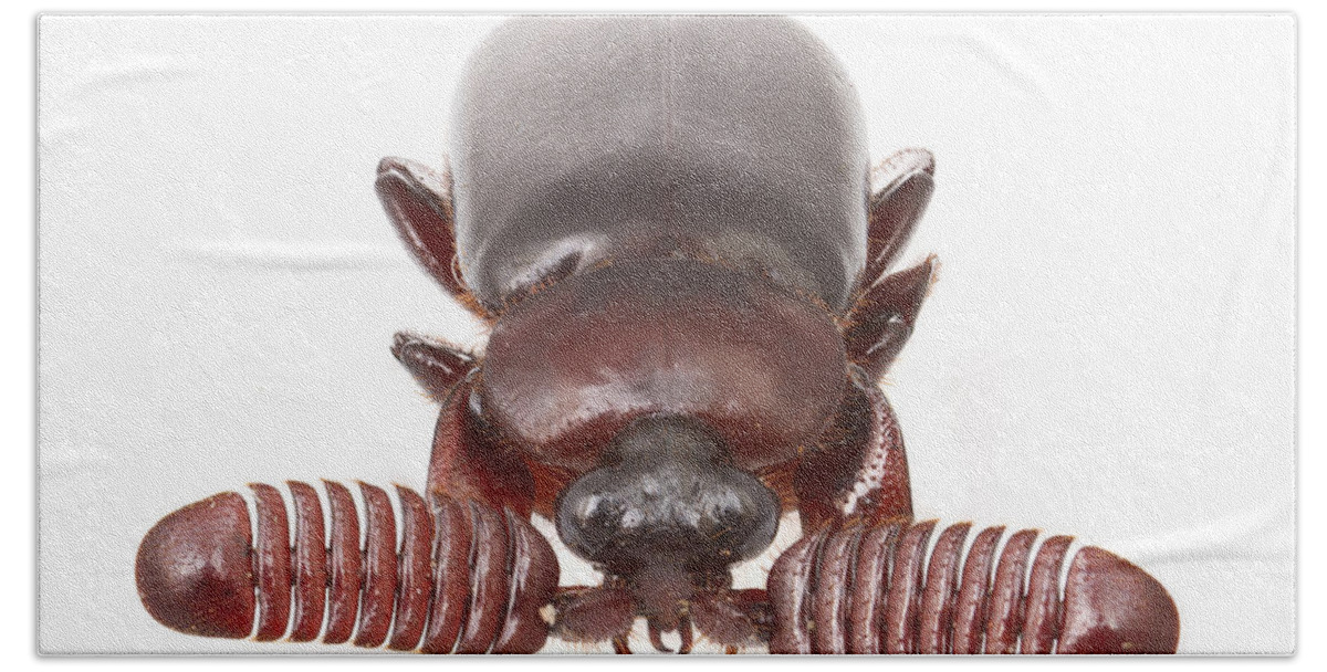 486884 Bath Towel featuring the photograph Ground Beetle in Mozambique by Piotr Naskrecki