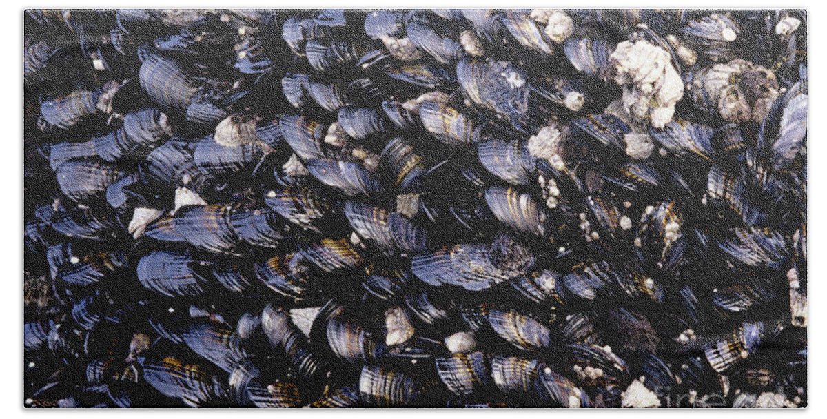 Natural World Hand Towel featuring the photograph Group of mussels close up by Jim Corwin