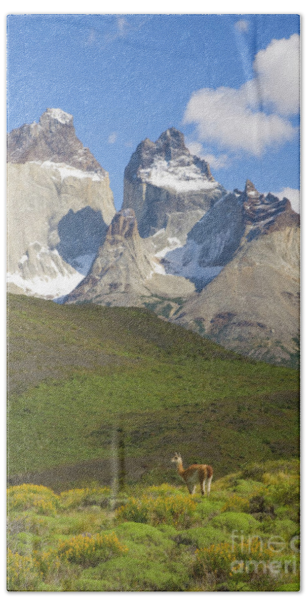 00346032 Hand Towel featuring the photograph Guanaco and Cuernos Del Paine by Yva Momatiuk John Eastcott