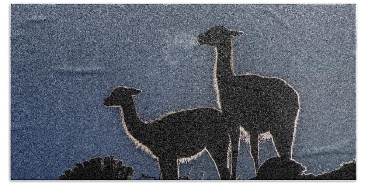 Pete Oxford Bath Towel featuring the photograph Guanaco Pair Torres Del Paine Np by Pete Oxford