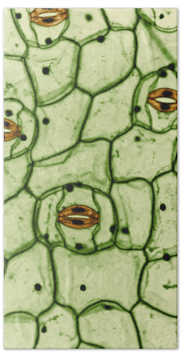 Science Hand Towel featuring the photograph Guard Cells And Stomates In Spiderwort by Omikron