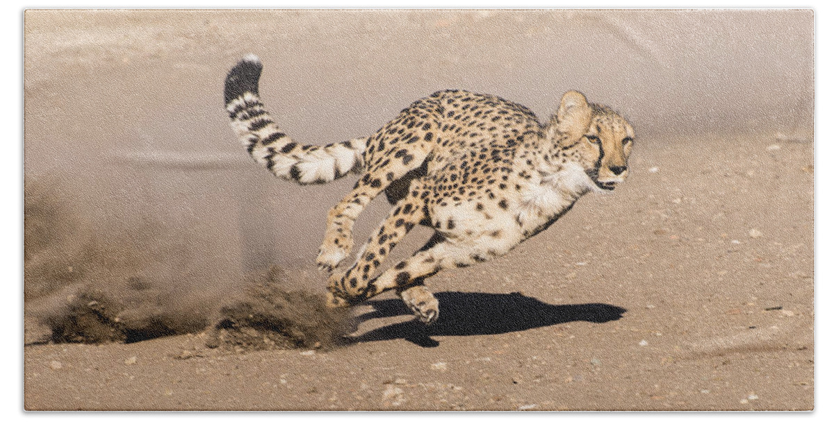 Cheetah Bath Towel featuring the photograph Guided Missile by Alex Lapidus