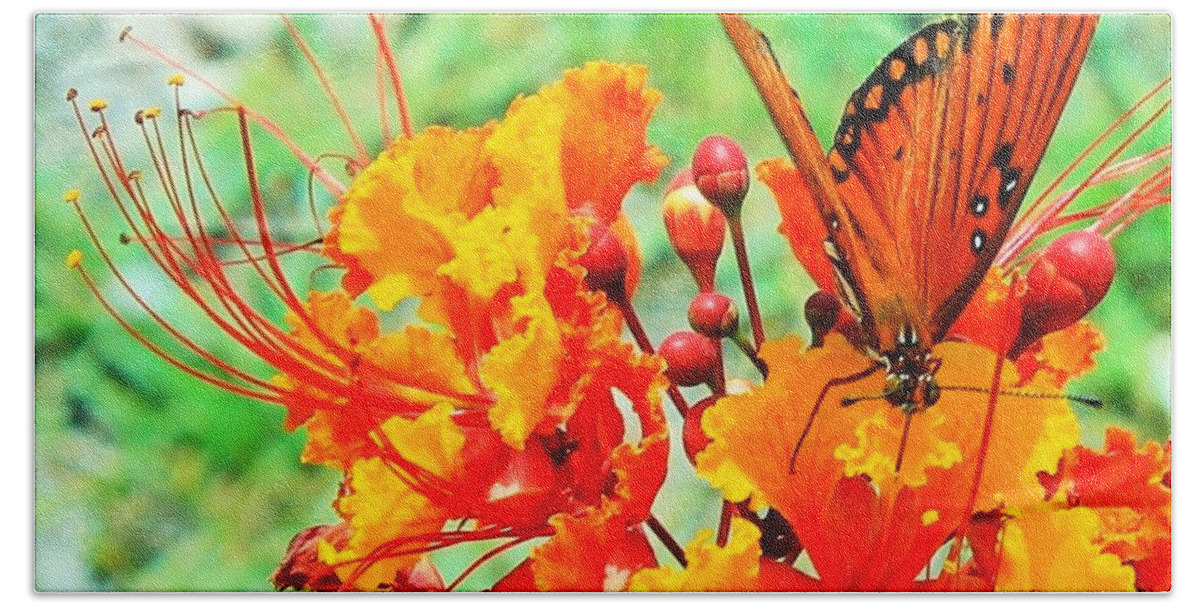 Texas Hill Country Butterfly Hand Towel featuring the photograph Gulf Fritillary Butterfly on Pride of Barbados by Michael Tidwell