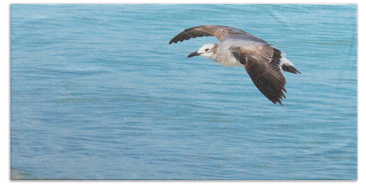 susan Molnar Hand Towel featuring the photograph Gull at Lido Beach III by Susan Molnar