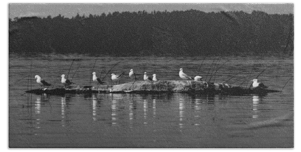 Birds Bath Towel featuring the photograph Gull Gathering by Steven Clipperton