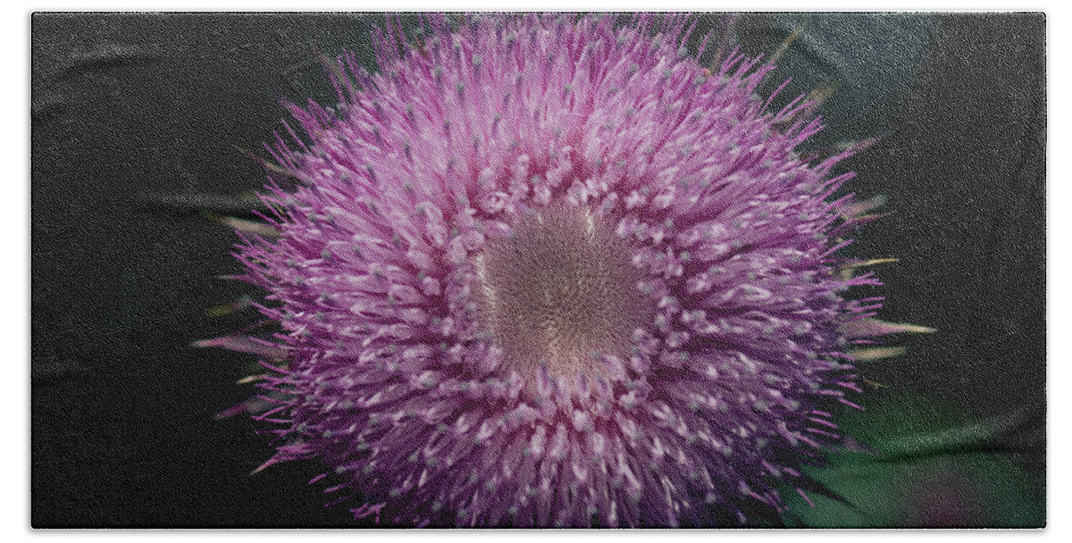 Thistle Hand Towel featuring the photograph Gynormous Thistle by Shane Holsclaw